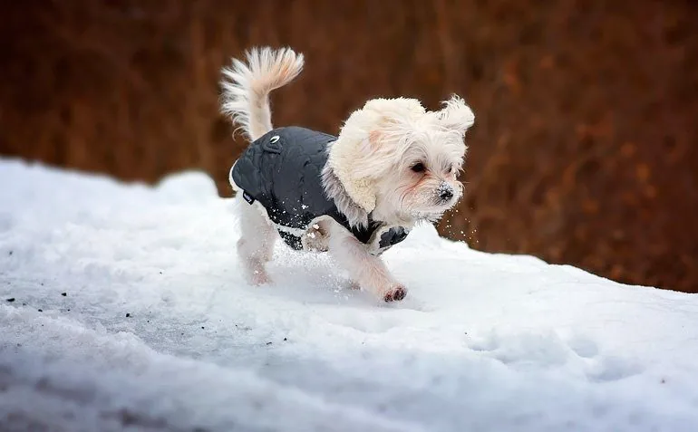 small dog with paws in the snow