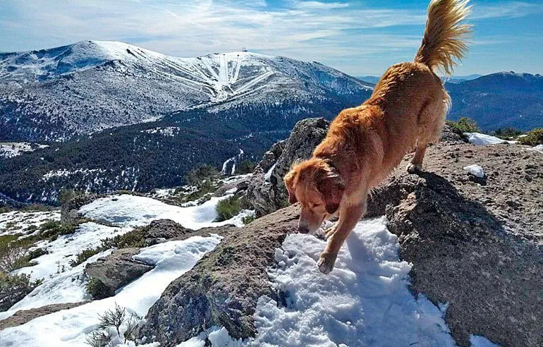 dog with paws in the snow