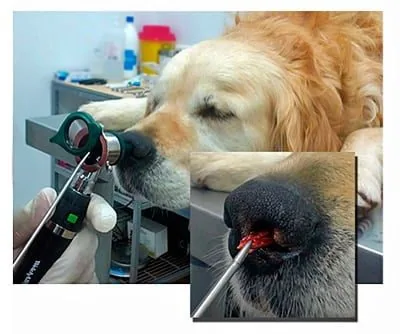 foxtail-in-a-dogs-nose