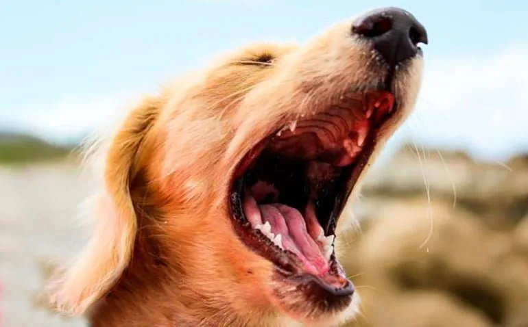 perro-con-la-boca-abierta