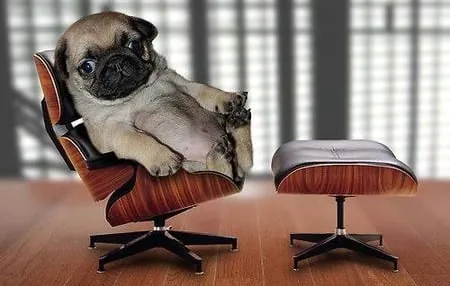 dog at the consultation