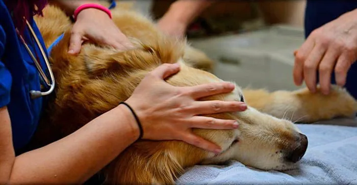 perro-en-clinica-veterinara-para-ser-autanasiado