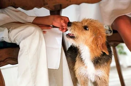 dandole comida a un perro por debajo de la mesa