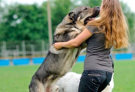 dog jumping on a woman