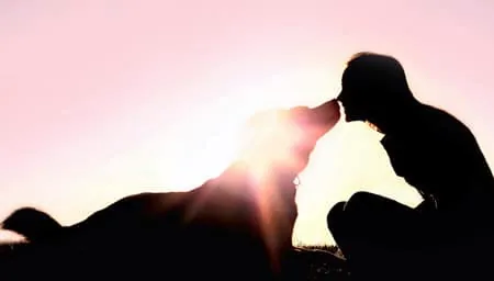 dog resting at sunset