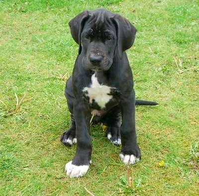 Cachorro de Dogo Alemán