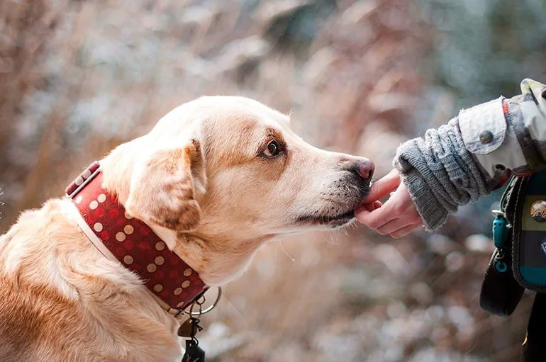 dog receiving a treat