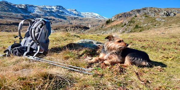 Perro haciendo senderismo por montaña