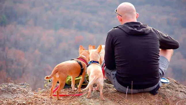 perros haciendo senderismo