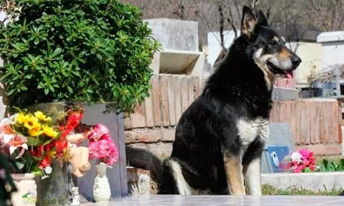 perro en cementerio
