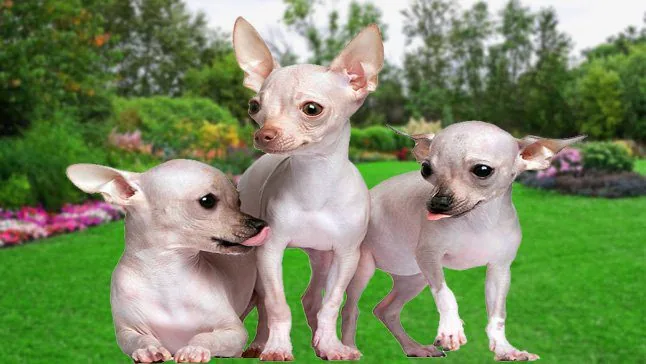 chihuahuas-sin-pelo