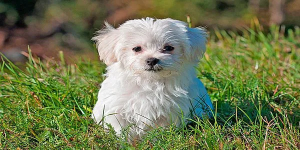 perro de tamaño pequeño