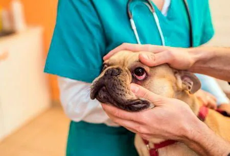 perro-con-herida-en-el-ojo