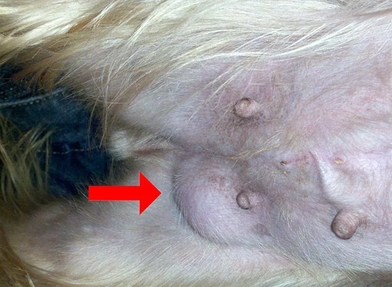 hernia-Inguinal-en-un-perro