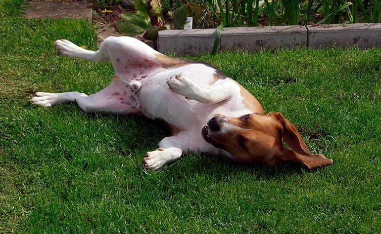perro-con-hernia-tumbado