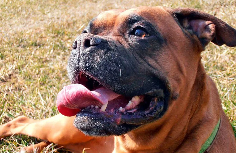 perro boxer tumbado