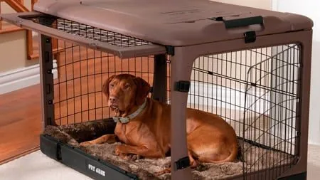 Perro descansando dentro de su jaula