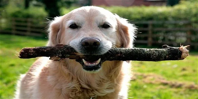 perro-mordiendo-un-palo
