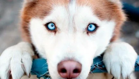 dog with a fixed gaze