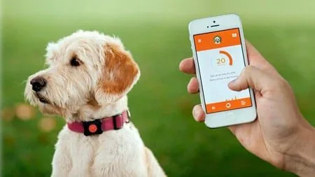 perro con collar gps