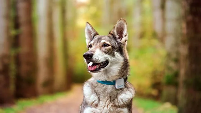 dog-lost-in-the-mountains