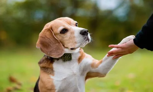 lost-dog-has-been-found