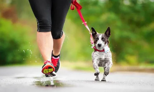 dog-exercising