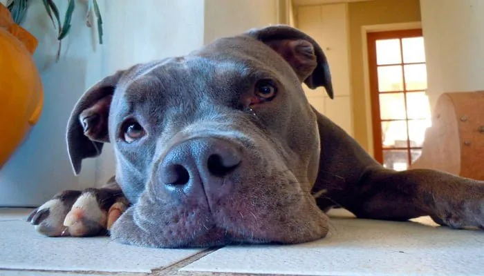 pitbull con parásitos intestinales