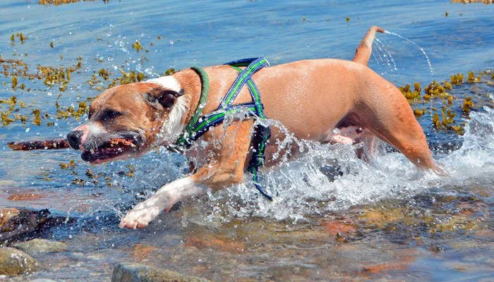 pitbull-jugando-agua