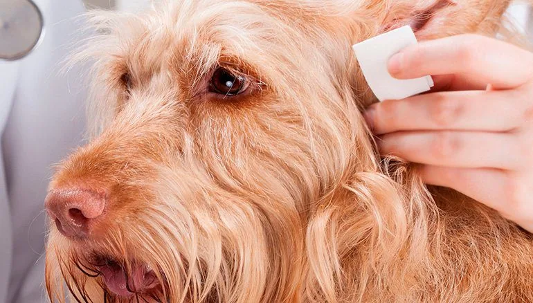 dog-at-the-vet-for-malassezia-yeast