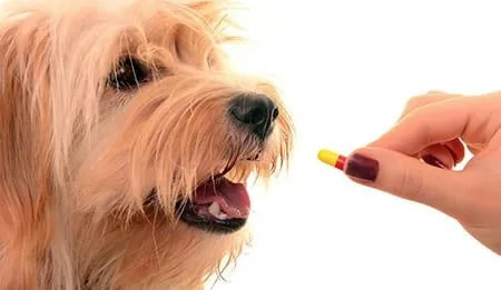 ibuprofeno para perros