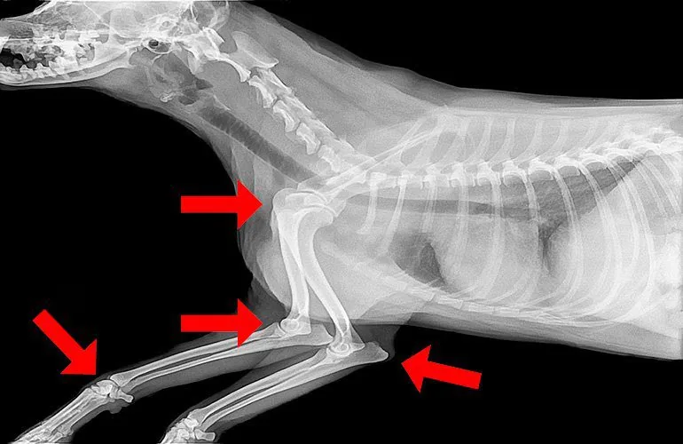 radiografia-de-articulaciones-perro