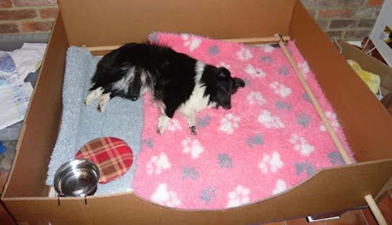 perro-durmiendo-en-cama-de-carton