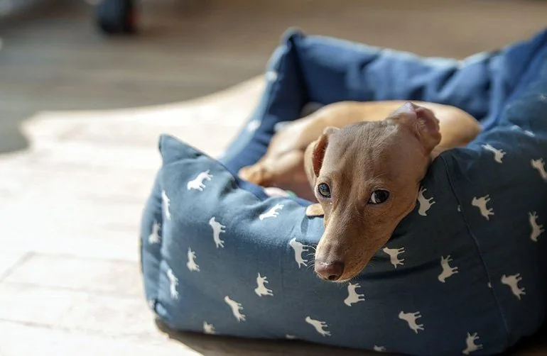 perro-sobre-cama-tipo-cuna