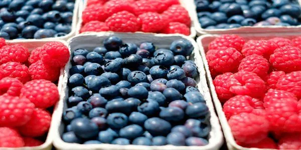 fruits for dogs