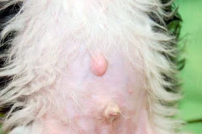 bulto-en-ombligo-de-perro