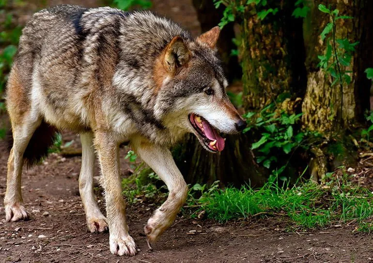 lobo en el bosque