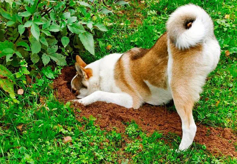 perro-escarbando-el-suelo