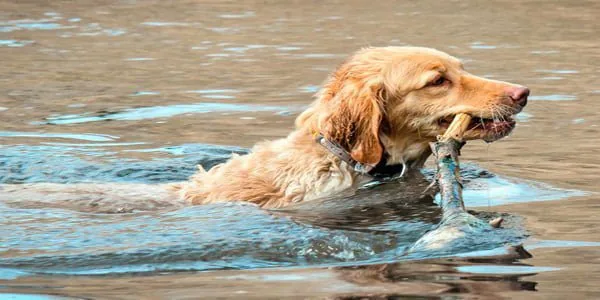perro lago