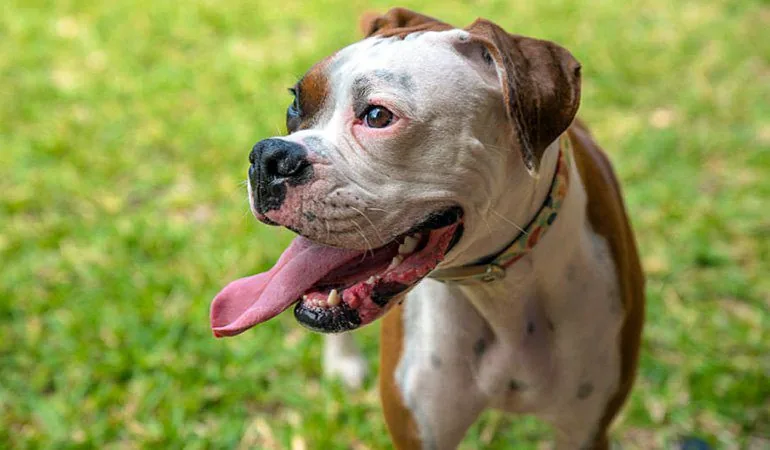 Dog breathing rapidly