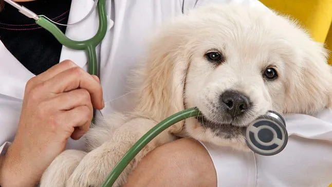 dog-with-vet