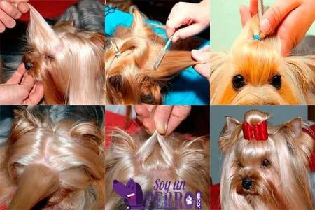 steps to put a bow on a dog