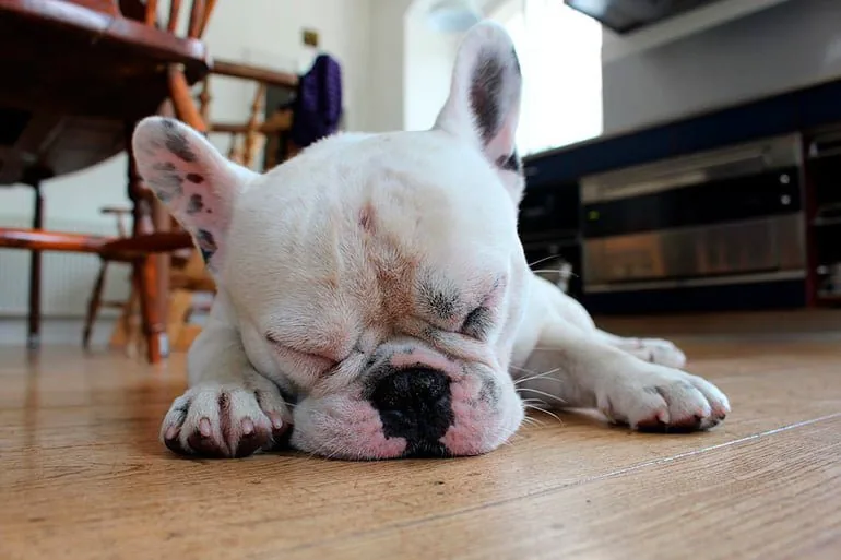 perro-enfermo-de-moquillo-recuperandose-en-casa