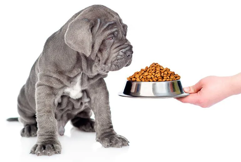 dog waiting for its food