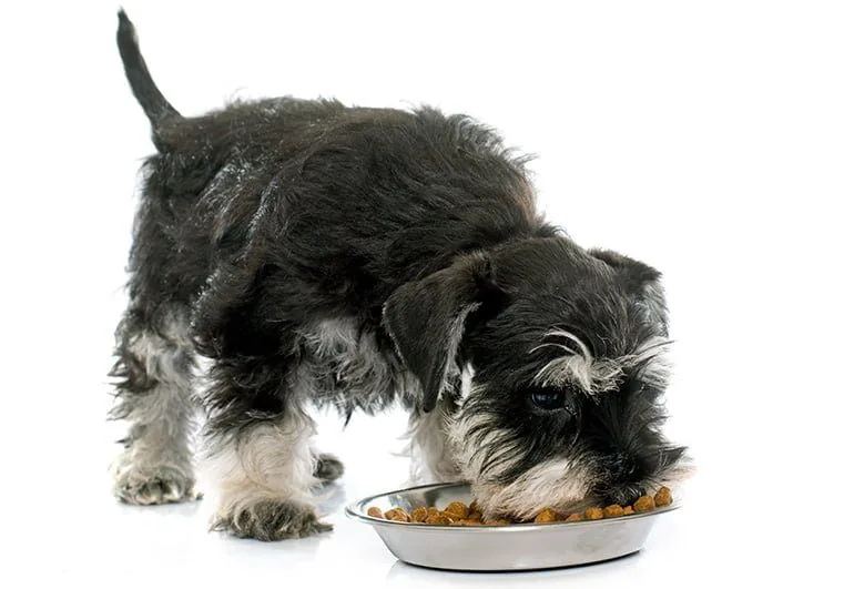 dog eating NFNatcane kibble