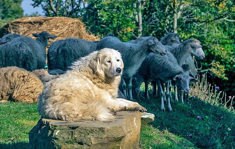 perro-vigilando-el-ganado