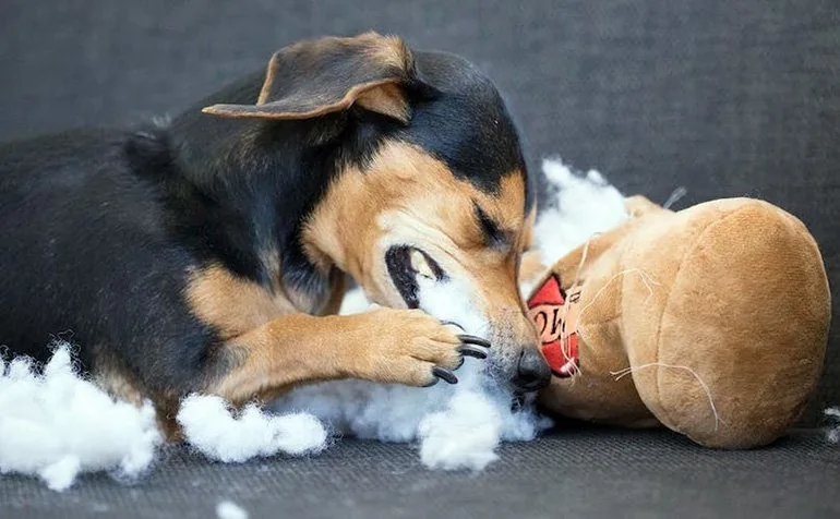perro-comiendose-un-peluche