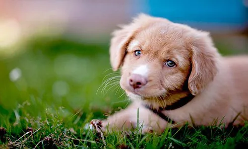resting-dog