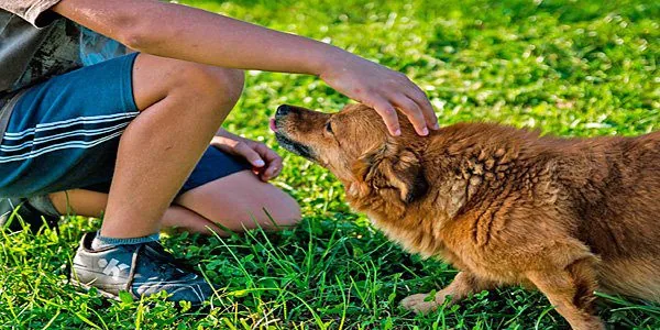 acariciando a un perro con orejas agachadas
