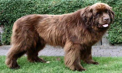 raza de perro caucasico